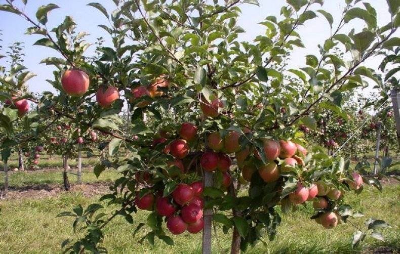 Карликовая яблоня: посадка и уход в саду, обрезка, лучшие сорта
