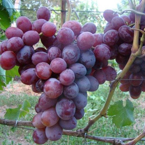 ✅ виноград фавор: описание сорта, фото и отзывы садоводов - cvetochki-penza.ru