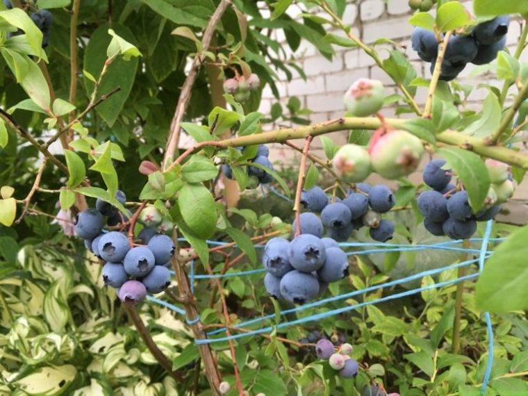 Голубика садовая: выращивание и уход на дачном участке