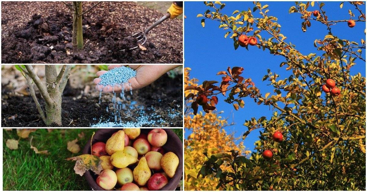 Подкормка черешни осенью: органические и минеральные вещества. как выбрать осеннее удобрение