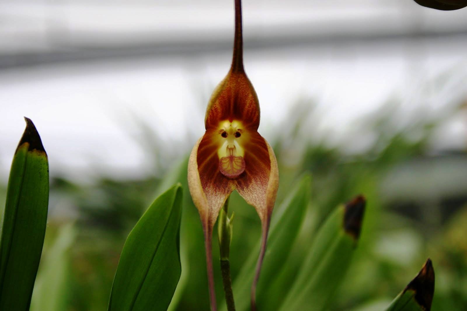 Разновидности орхидей: названия и описание лучших сортов комнатных и природных растений, бывают ли с крупными цветками и как называются зеленые цветы