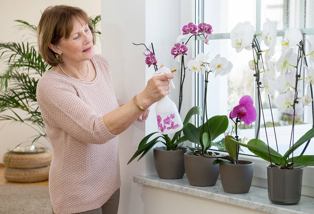 Характеристика орхидеи — уход за цветком в домашних условиях