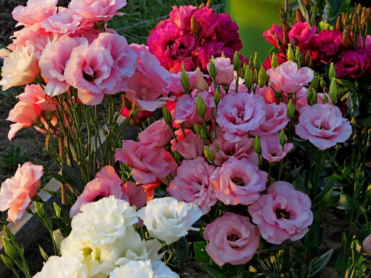 Многолетняя эустома фото цветов, как посадить и вырастить из рассады дома ирландскую розу