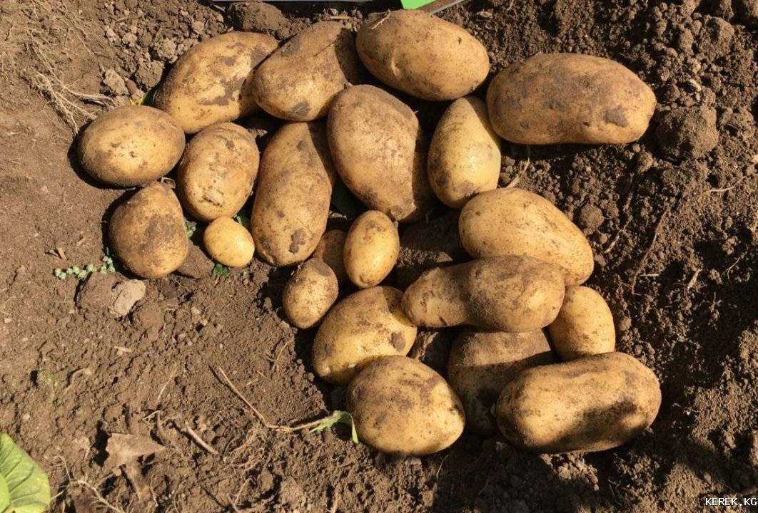 Картофель джелли: описание сорта, фото и отзывы