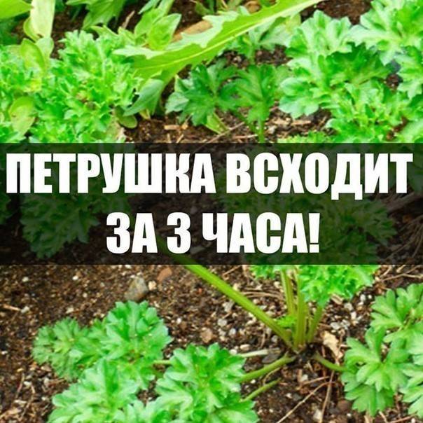 Как быстро прорастить петрушку - пряные и лечебные травы - 2021