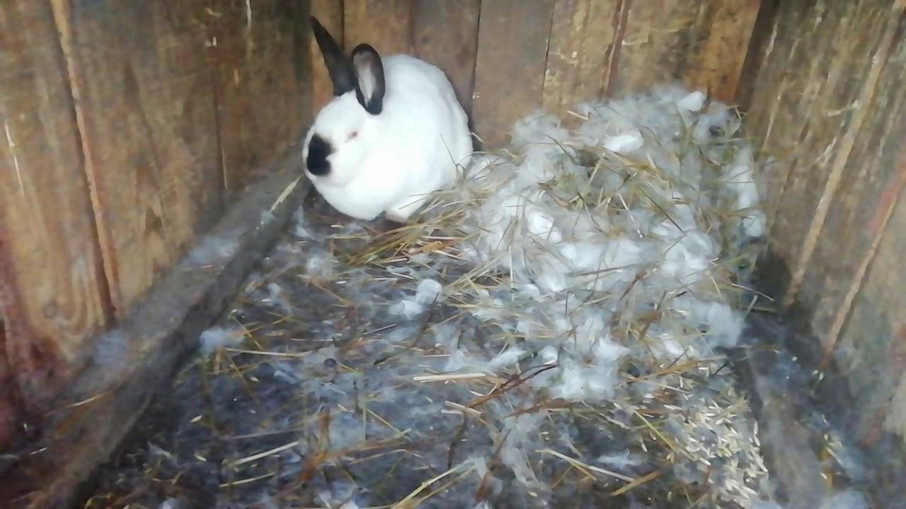 Ложная беременность у крольчихи | кролик дома