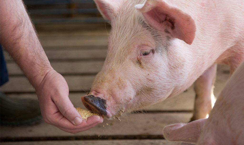 Каннибализм у свиней, причины и меры профилактики ао "витасоль"