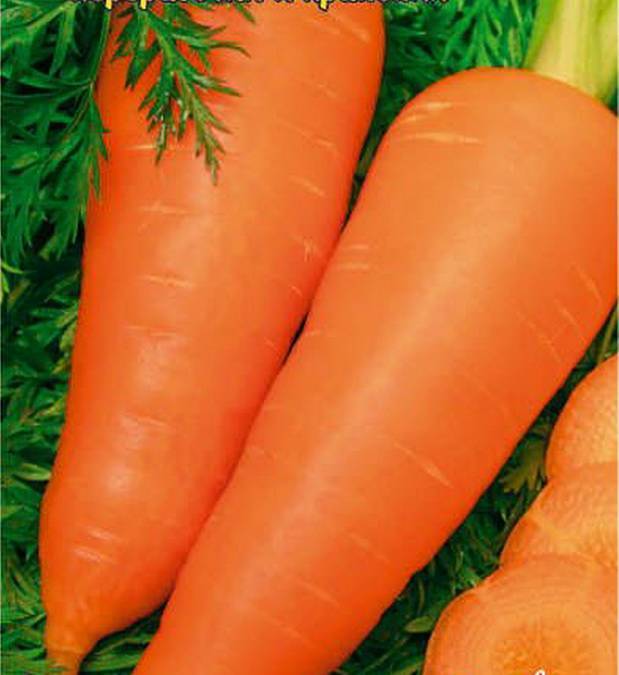 Какие сорта моркови лучшие для длительного хранения на зиму? выбираем и заготавливаем правильно
