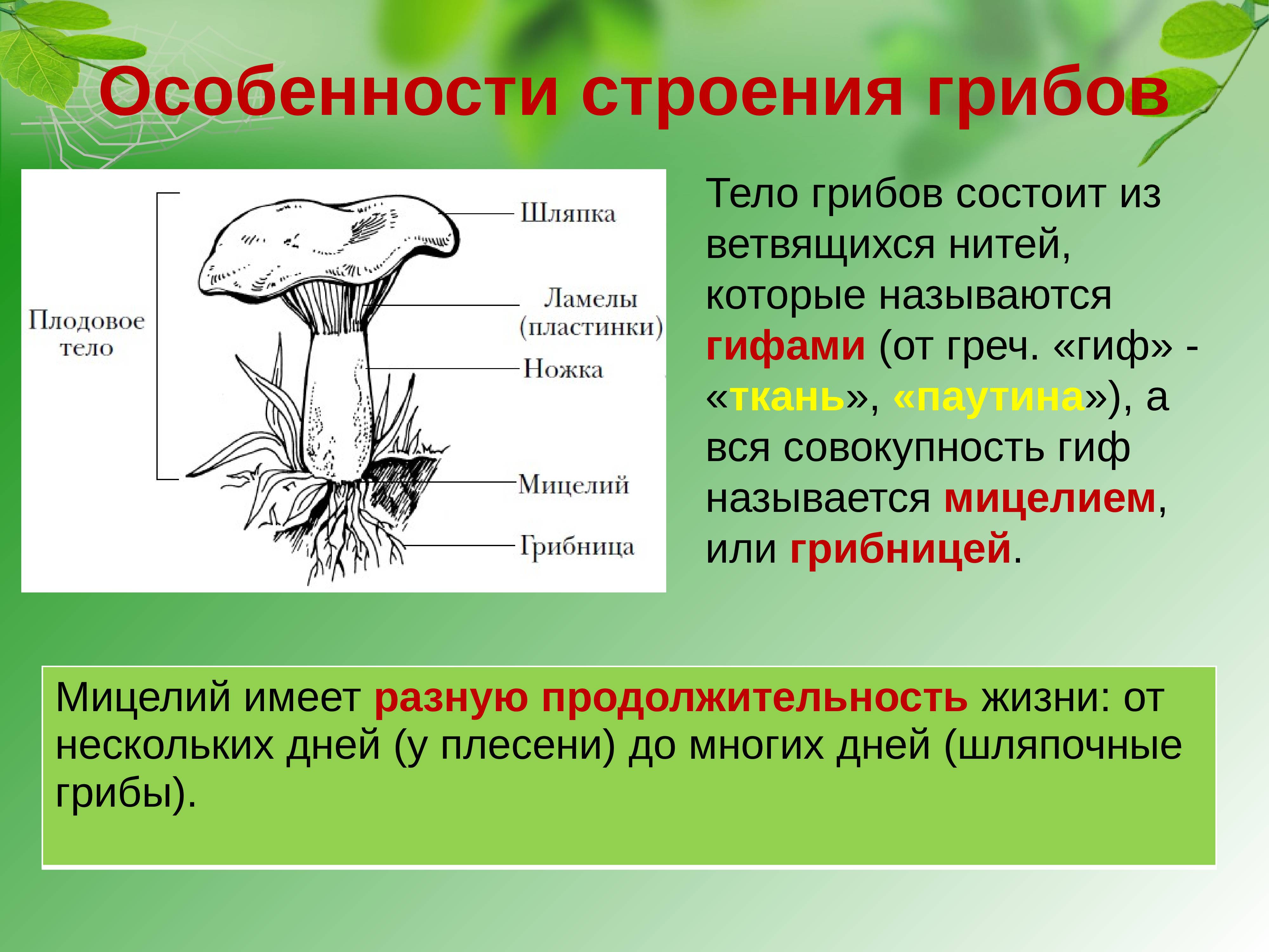 Какой тип питания характерен для груздя настоящего изображенного на рисунке