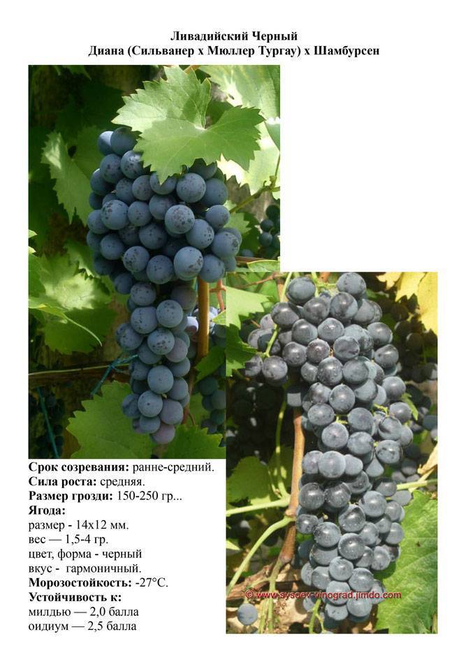 Описание сорта винограда Ливадийский черный
