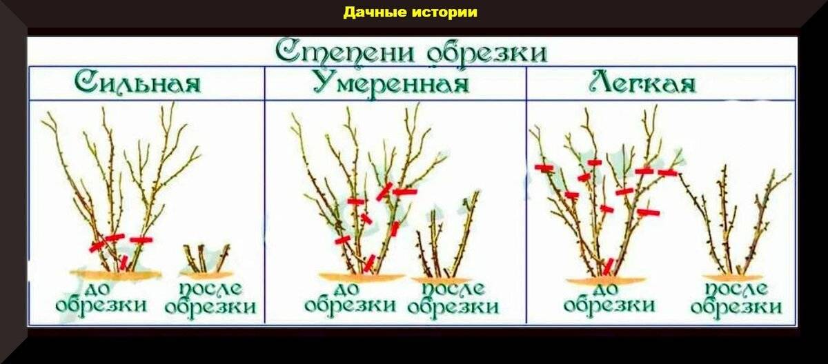 Схема обрезки роз летом в картинках