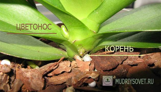 Цветонос у орхидеи: особенности и рекомендации по уходу