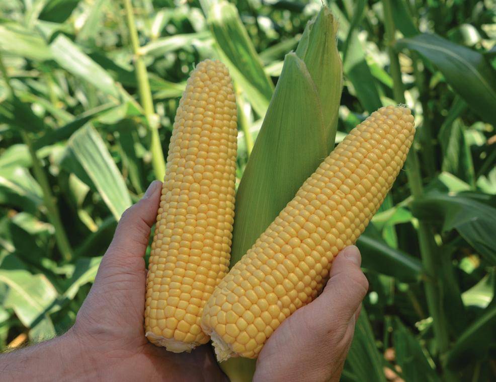 Описание и характеристики лучших сортов сладкой кукурузы, технология выращивания
