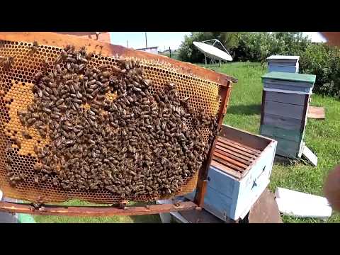 Как остановить роение пчел: предупреждение, методы управления, сроки