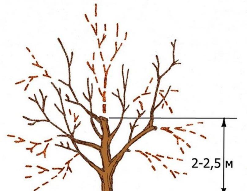 Как обрезать абрикос весной для начинающих схемы с подробным описанием