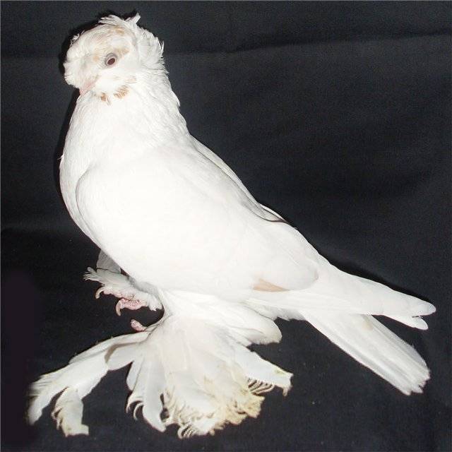 ᐉ узбекские голуби - виды голубей, экстерьер, особенности разведения - zooon.ru