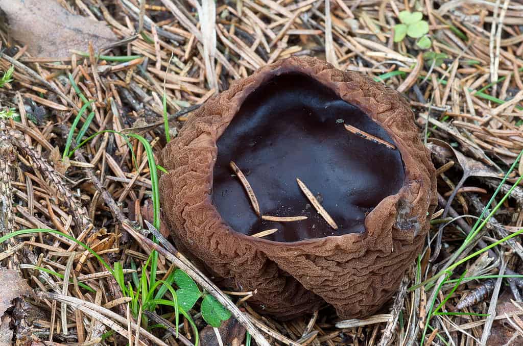 Саркосома шаровидная гриб целебные свойства фото