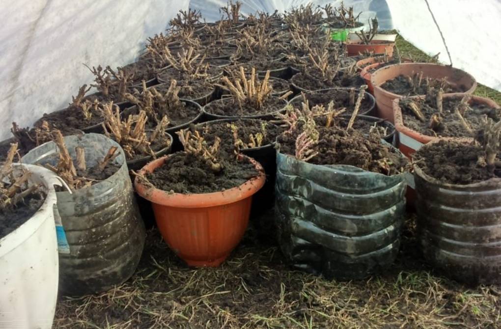 Хризантемы осенью: уход и подготовка к зимнему укрытию