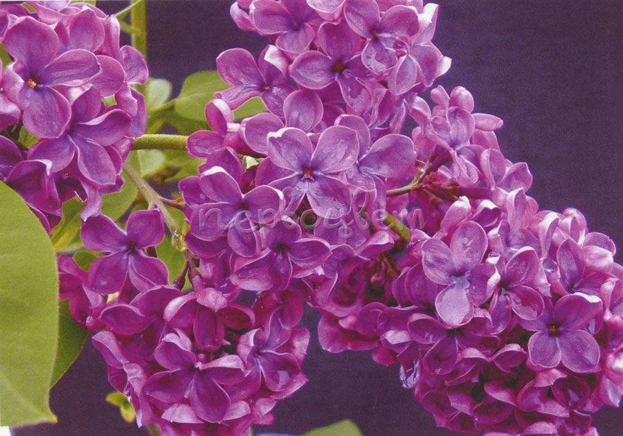 Цветок долихос: посадка и уход в открытом грунте, 10 сортов с фото
