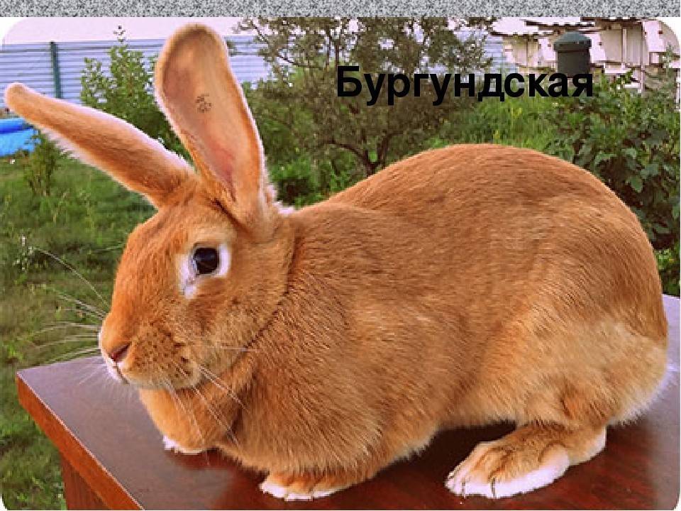 Рыжий кролик: список и описание пород