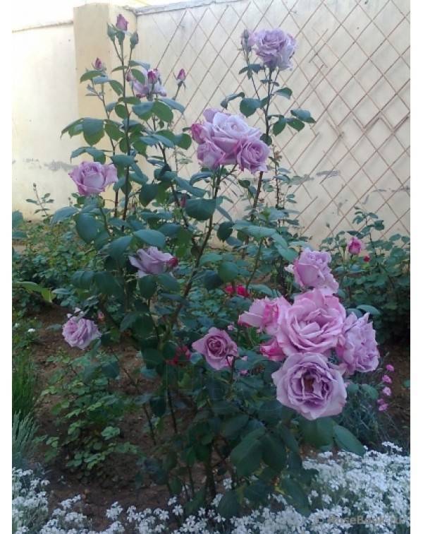 Чайно-гибридная роза Blue Perfume (Блю Парфюм): описание сорта, фото