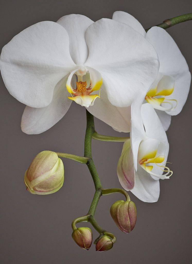Как вырастить в домашних условиях орхидею: виды размножения, условия выращивания и особенности ухода