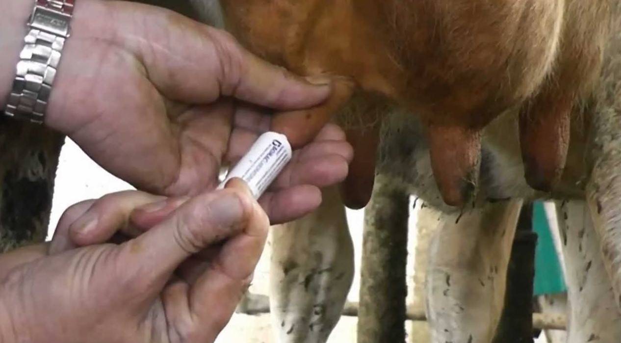 Как лечить мастит у коровы: симптомы заболевания и диагностика, лечение медикаментами и народными средствами