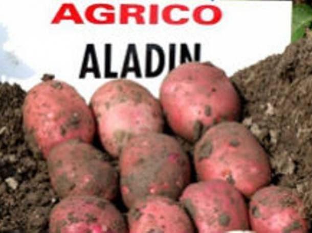 Картофель алладин: описание сорта, фото и отзывы