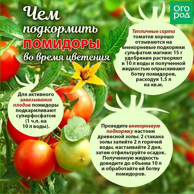 Чем подкармливать помидоры в открытом грунте для хорошего урожая