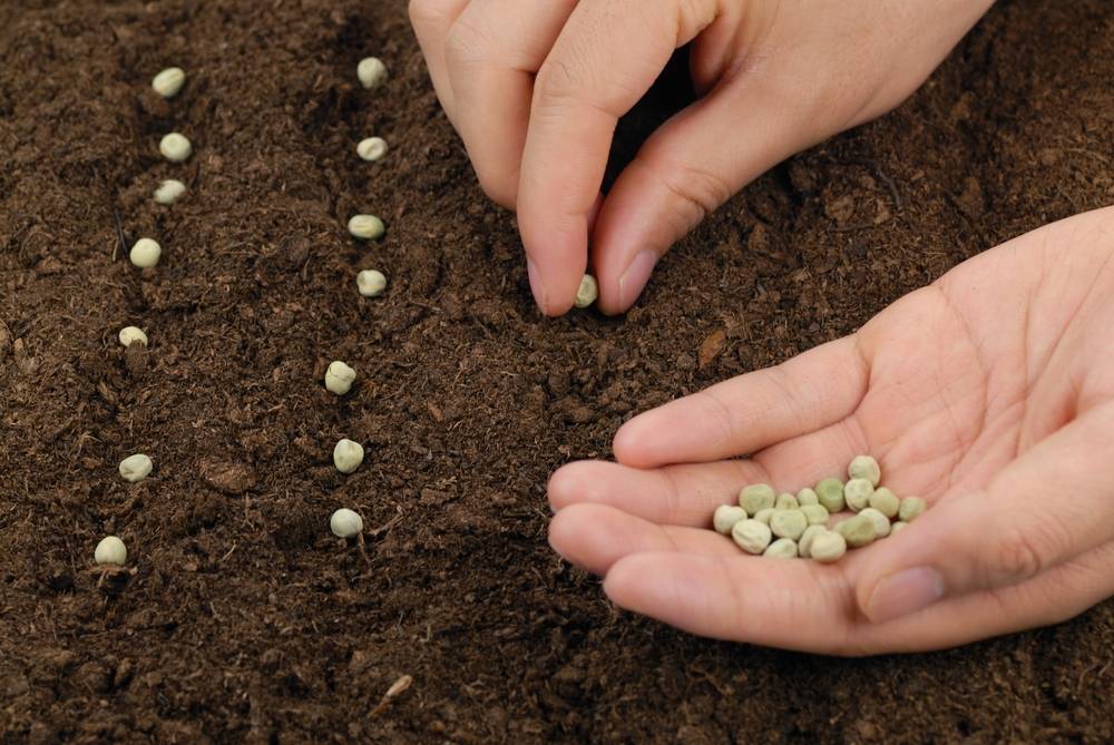 Посадка фасоли весной в открытый грунт — когда и как сеять правильно — как сажать фасоль в открытый грунт семенами