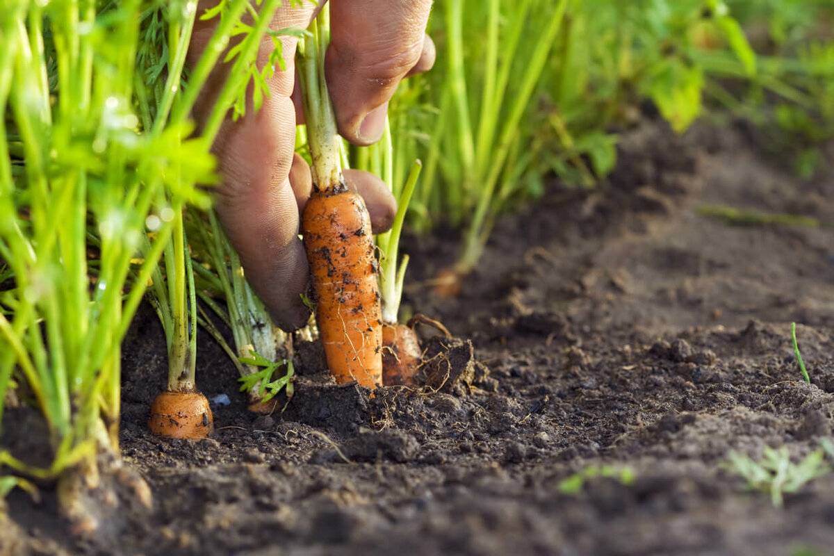 Как правильно проредить морковь на грядке в открытом грунте