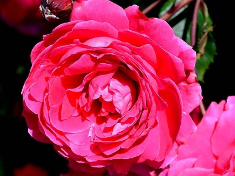 Роза канадская александр маккензи - дневник садовода parnikisemena.ru