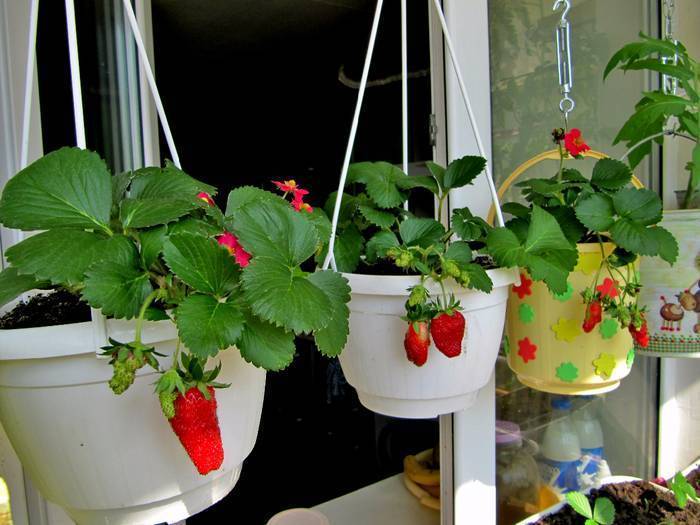 Ампельная клубника: лучшие ремонтантные сорта, уход и выращивание из семян зимой в домашних условиях, фото, посадка
