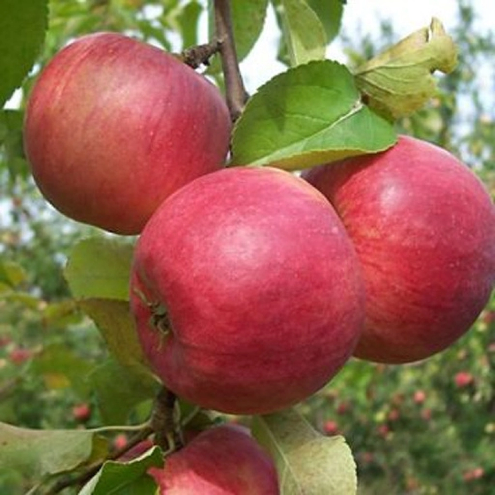 сувенир алтая яблоня фото