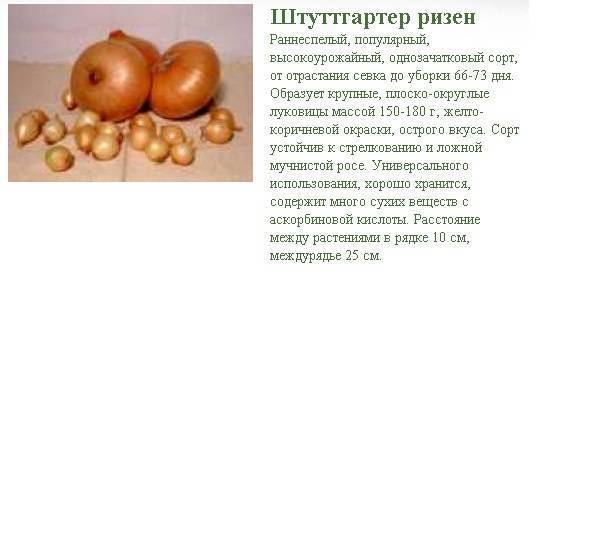 Лук-севок штутгартер ризен: описание сорта, выращивание из семян