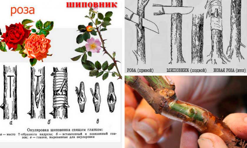 Прививка розы к шиповнику пошаговые фото