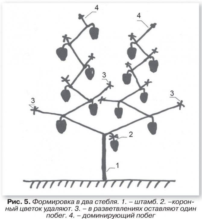Схема прищипки перца
