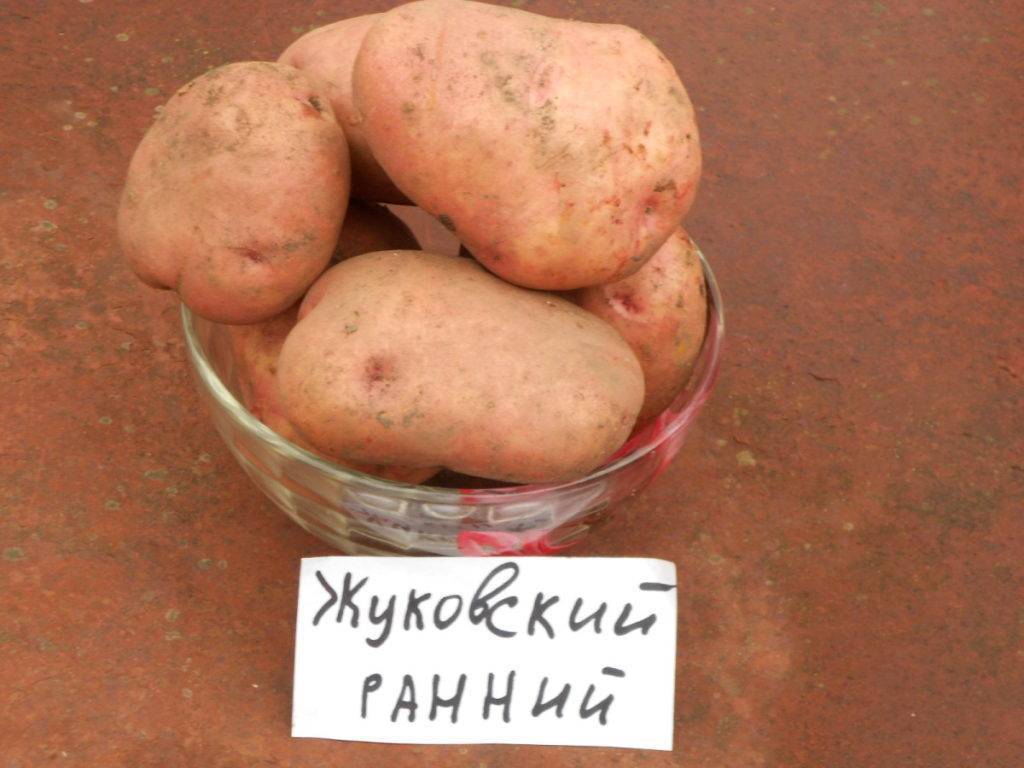 Картофель жуковский ранний: описание и характеристика сорта, особенности выращивания, хранение, фото, отзывы