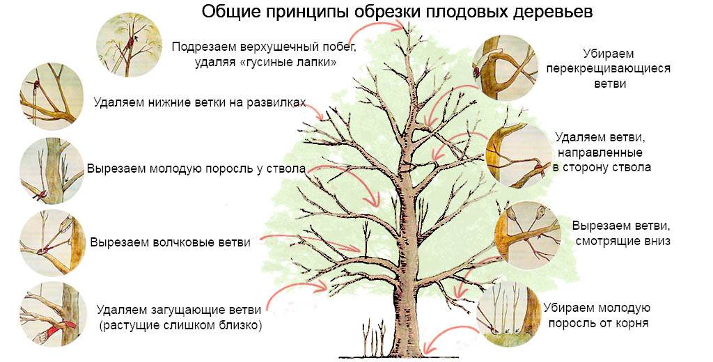 Обрезка яблонь весной: схемы для молодых и старых деревьев, советы для начинающих