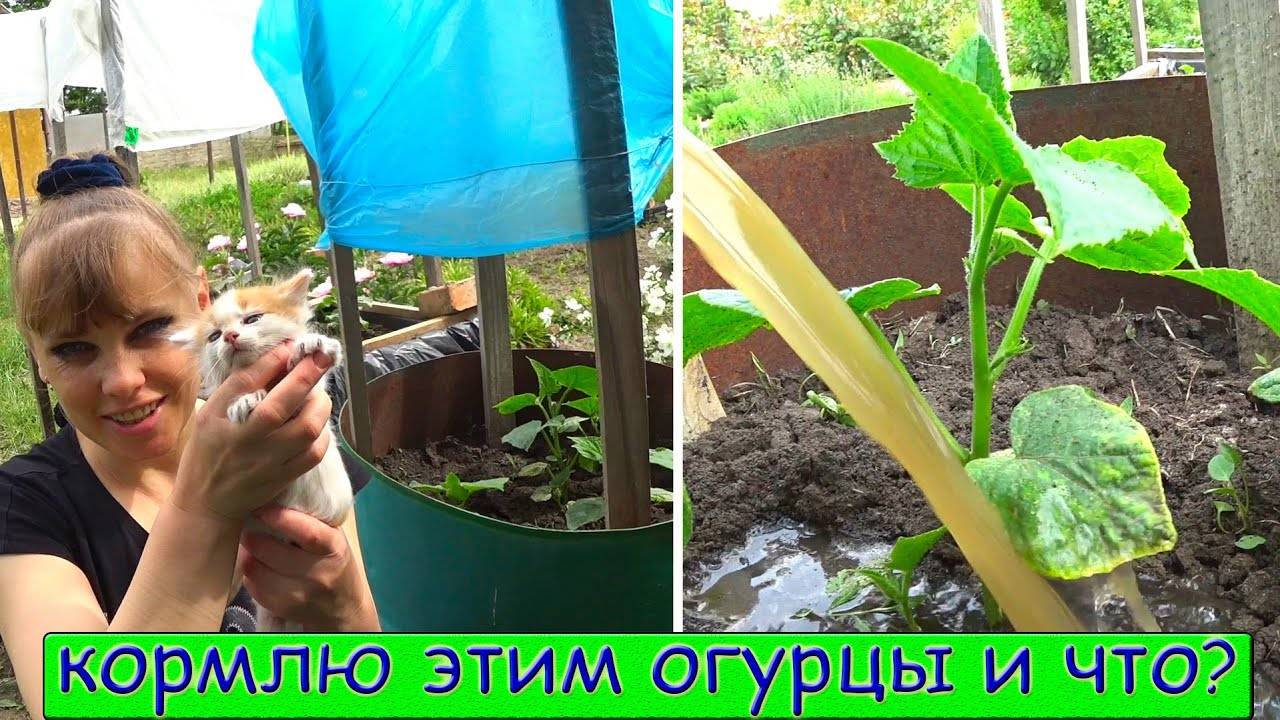Рассада огурцов не растет: почему и что делать?
