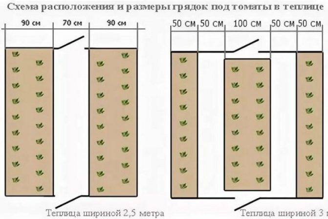 На каком расстоянии сажать помидоры в теплице и открытом грунте (схемы)