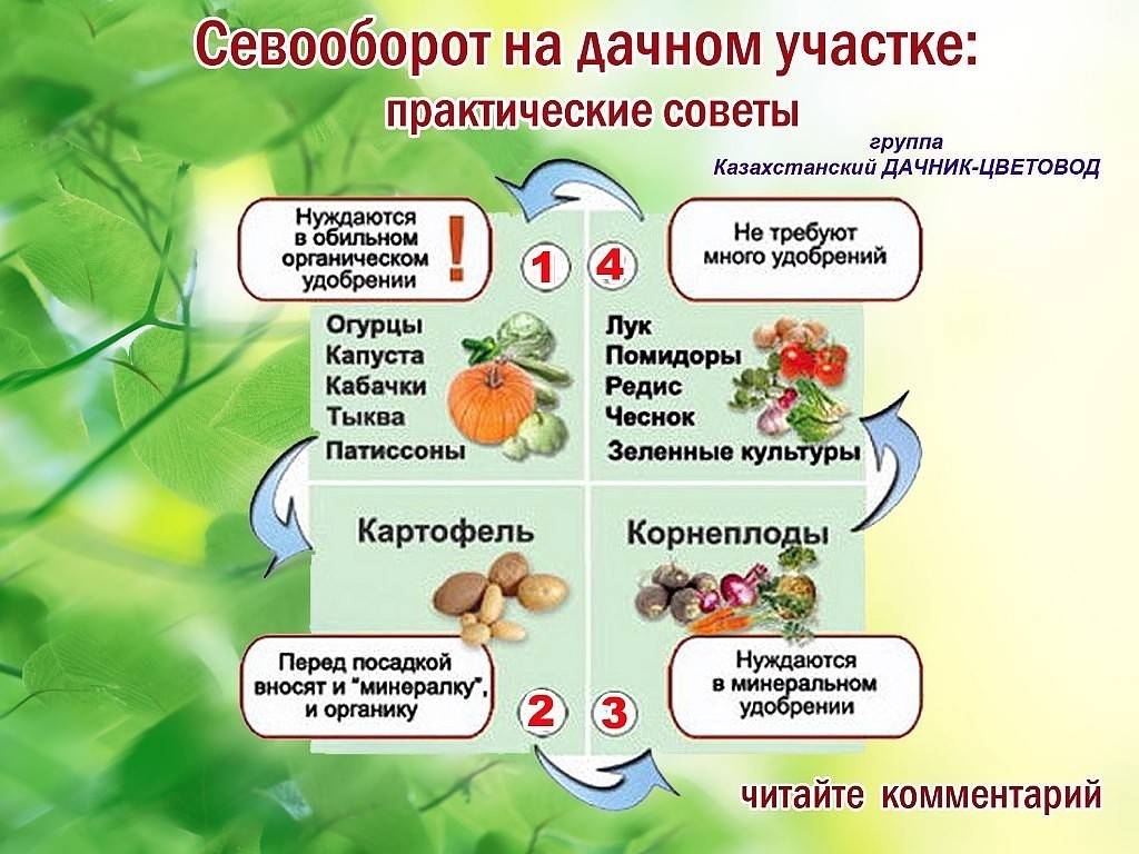 Чередование посадки овощей на огороде схема и описание