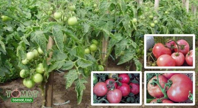 Описание и характеристики сорта томатов клуша, урожайность и выращивание