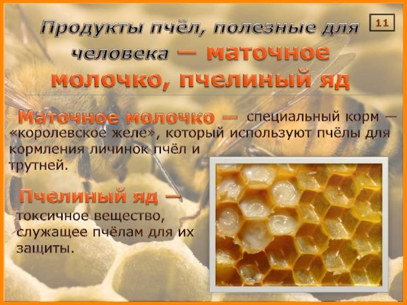 Мед с маточным молочком: полезные свойства и противопоказания