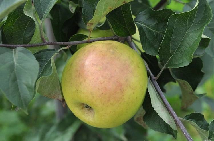 Сорт яблони голден делишес: фото, характеристики, рекомендации по выращиванию