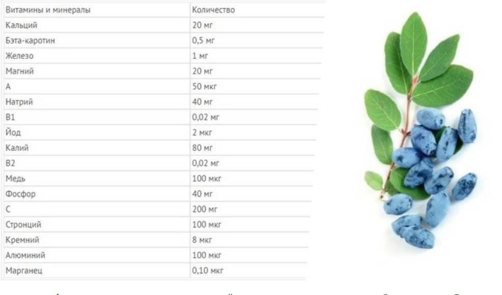 Голубика при грудном вскармливании. Состав жимолости ягод. Жимолость витамины и минералы. Жимолость витамины состав. Жимолость химический состав.
