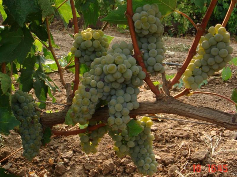 Виноград бианка: описание сорта, его характеристика и фото