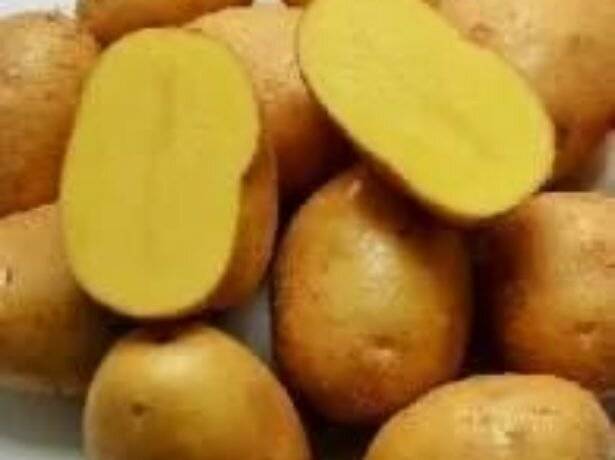 Описание и характеристика сорта картофеля джелли, правила посадки и уход