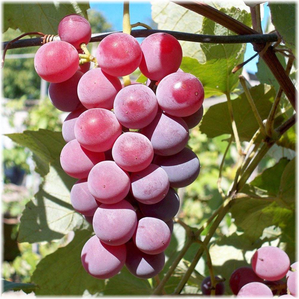 Лидия – сайт о винограде и вине
