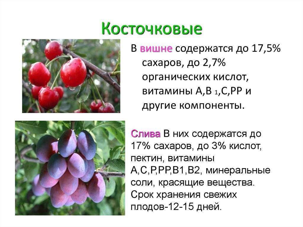 Период первого плодоношения черешни после посадки - дневник садовода flowersdi.ru